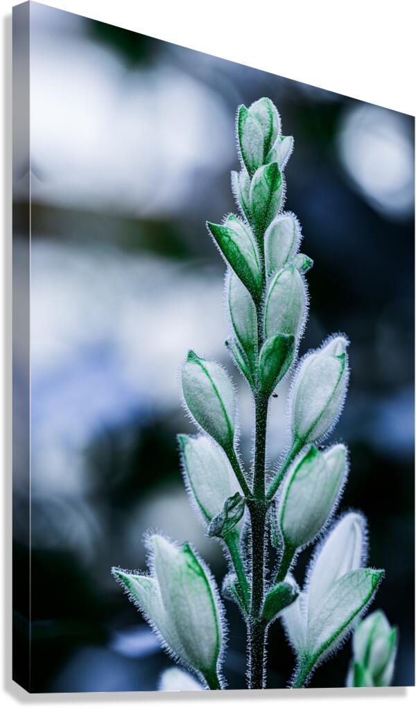 Snapdragon  Canvas Print