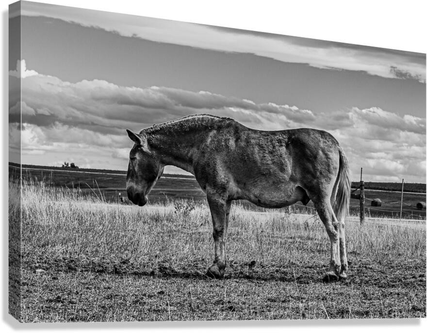 Old Ass Canvas Print
