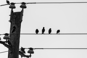 Birds in a row on electrical wire