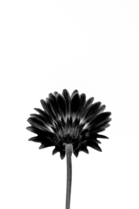 Black and White Daisy