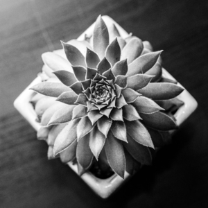 Black and white Echevarria