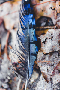 Blue Jay Feather on a Bed Of Leaves