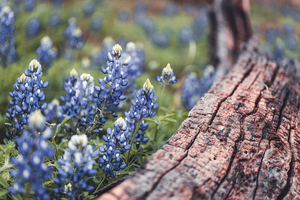 Bluebonnets and a log