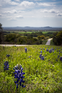 Bluebonnets on the highway In Cherokee  Texas