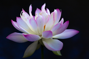 Closeup of A Beautiful Pink Lotus Flower