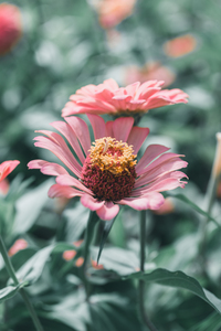 Common Zinnia