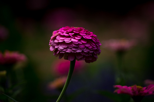 Dark and Moody Pink Common Zinnia