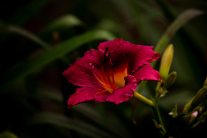 Dark and Moody Pink Lily