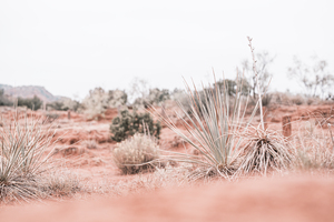 Desert Landscape at Palo Duro Canyon