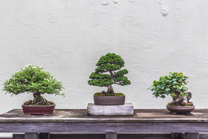 Display of Three Bonsai Trees