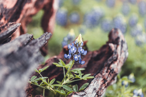 Driftwood Frames A Bluebonnet