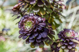 Echeveria Black Prince