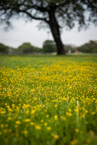 Field of Small Yellow Flowers