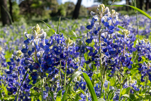 Field of Texas Wildflowers In Spring