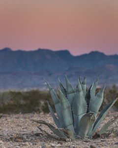 Agave at sunrise in the mountains