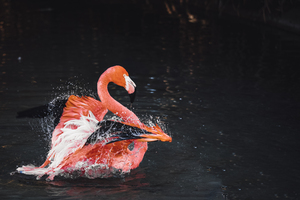 Vibrant Pink Flamingo Splashes In Water
