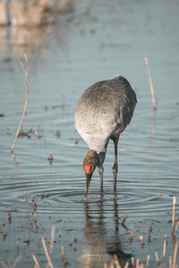 Sandhill Crane In Water