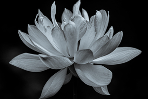Lotus Flower Black And White