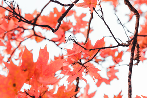 Macro Photography Of Orange Leaves In Fall