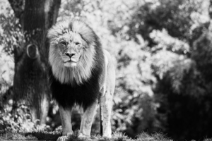 Majestic Male Lion
