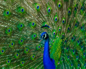Mayfield Park Peacock