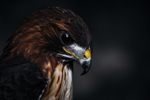 Mist On a Red Tailed Hawk