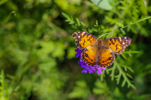 Monarch Butterfly and Purple Flower