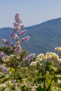 Mountain Lavenders