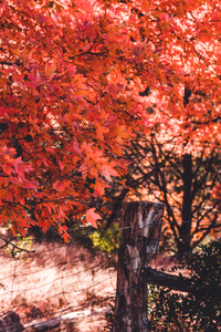 Orange Fall Leaves and Barbed Wire Fence
