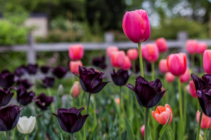 Pink and Purple Sprenger Tulips
