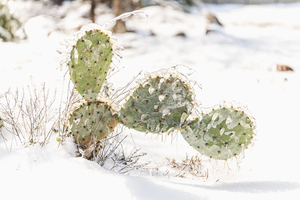 Prickly Pear Cactus Covered In Ice