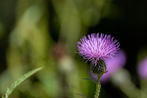 Purple Fluffy Spear Thistle Flower