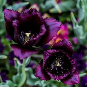 Purple Tulips
