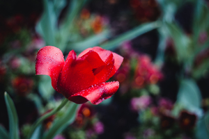 Rain Drops on a Sprenger s Tulip