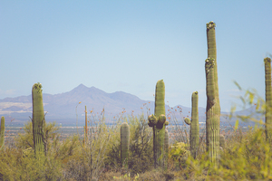 Saguaro National Park