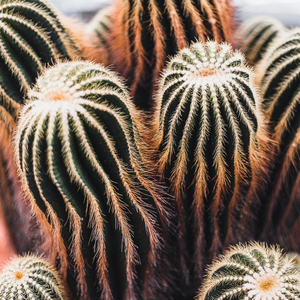 San Pedro cactus
