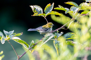 Small Pine Warbler Bird