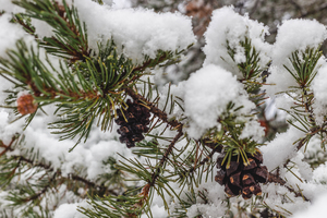 Snow covered pine cone