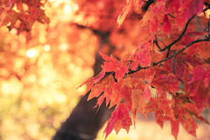 Sun Shines On Orange Maple Leaves 