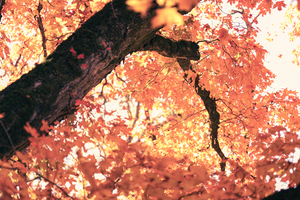 Sun shining through a tree in Autumn
