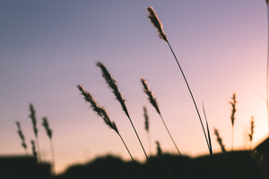 Swaying in the Sunset