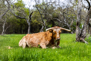 Texas Longhorns
