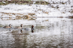 Three Ducks In Winter