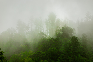 Trees Peeking Through Dense Fog