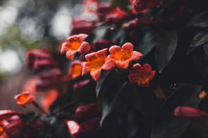 Trumpet Vine