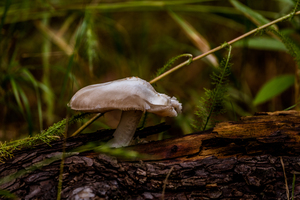 White Mushroom Growing On A Log