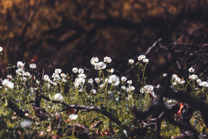 White Poppy Field