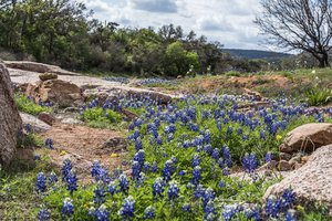 Willow City Bluebonnets