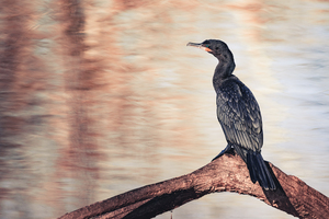 Neotropic Cormorant On Tree Branch