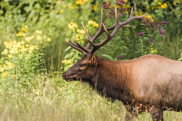 A Large Male Elk Roaming in a Field Of Flowers by Aperture Adventure Delaney Van